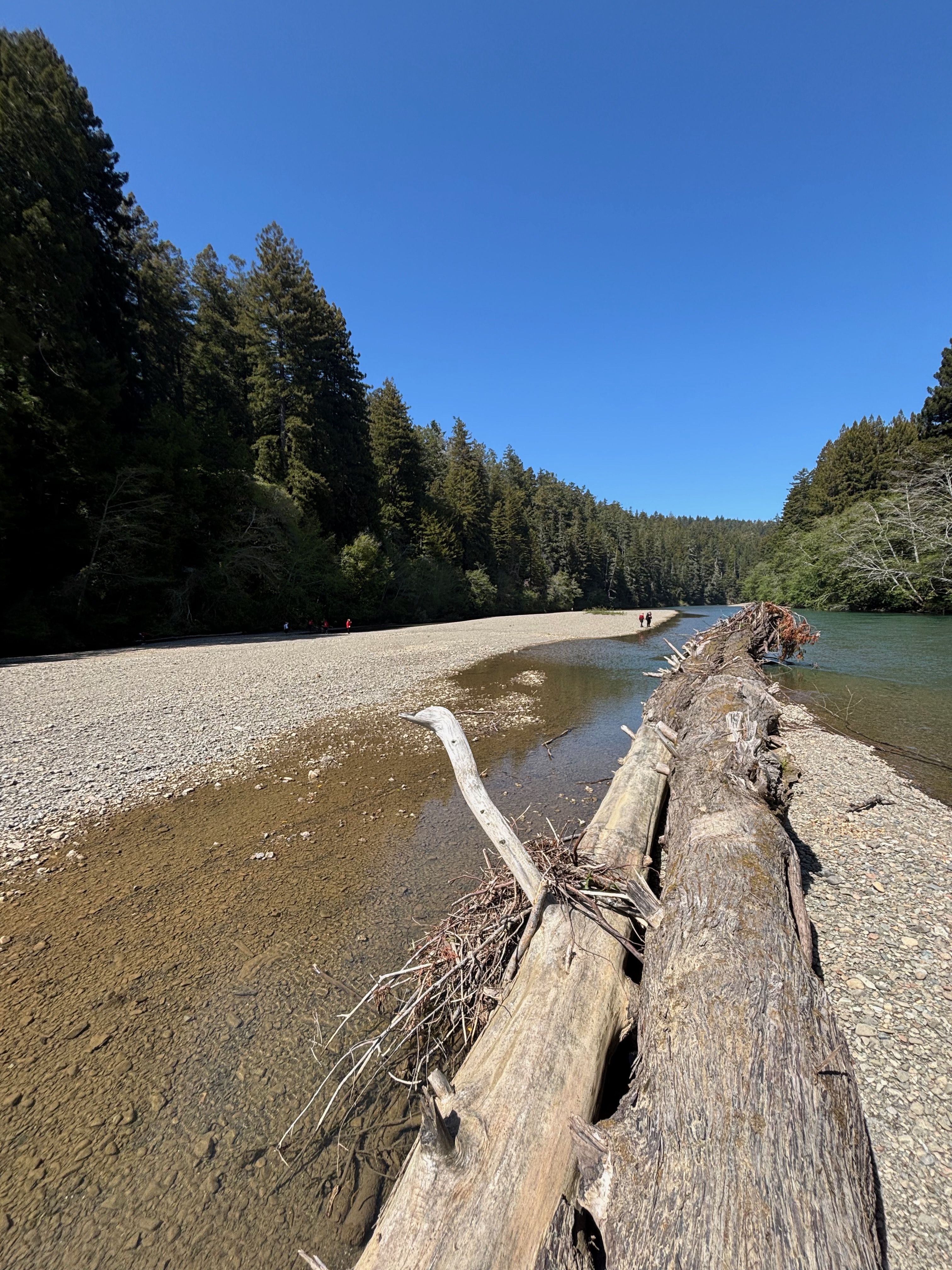 image of the gualala river
